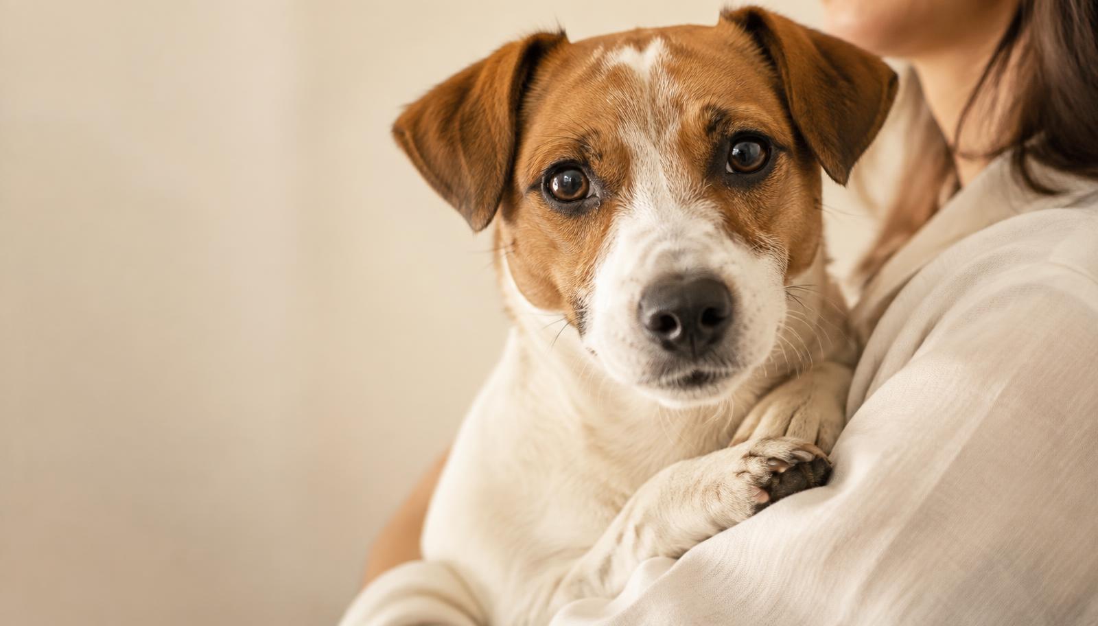 Tutora com seu cão, atendimento veterinário na LumeCare